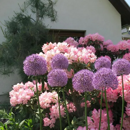 Privathaus Wehle Apartman Gohrisch