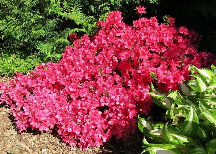 Privathaus Wehle Apartment *